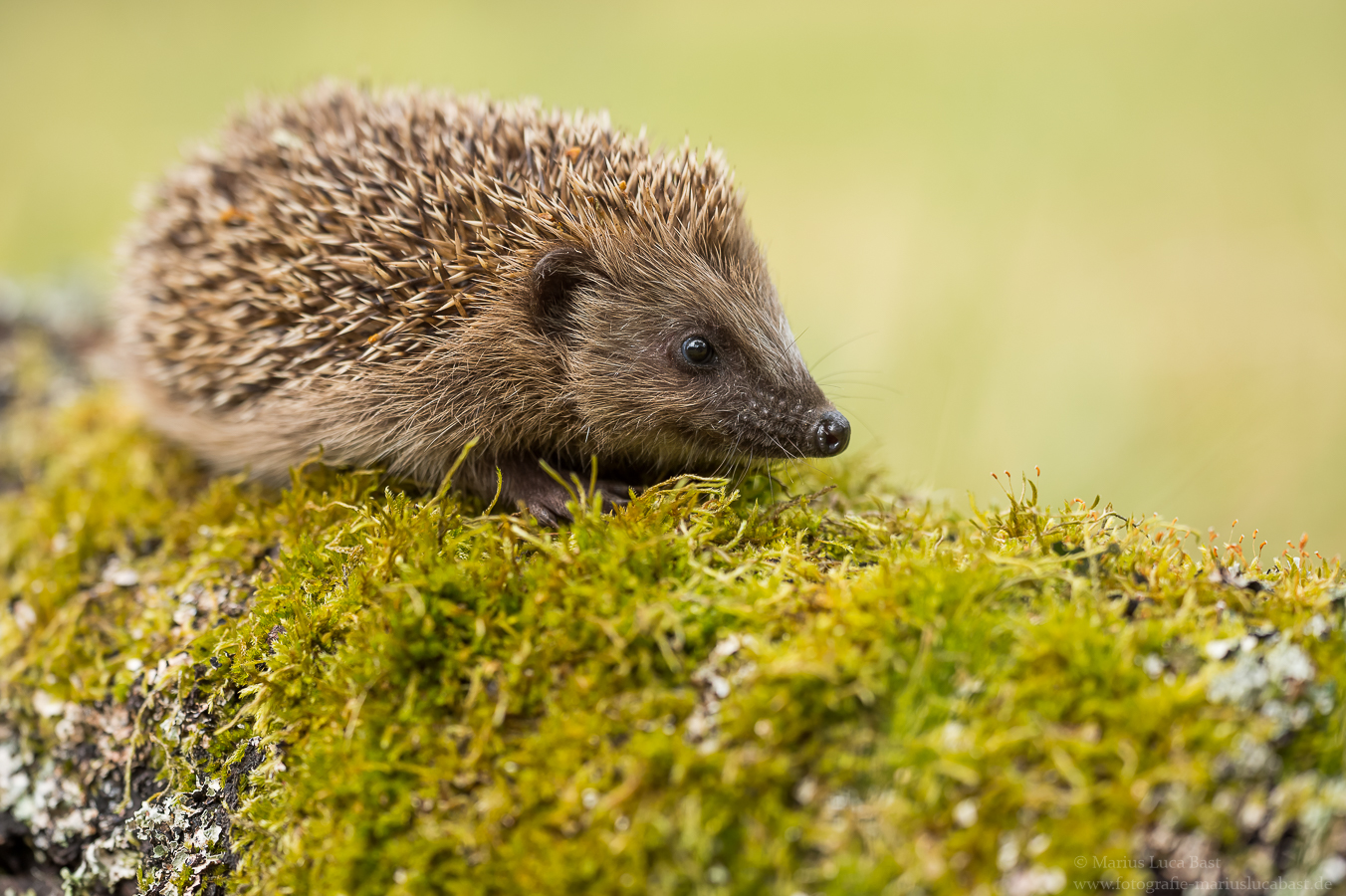 Igel