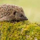 Igel