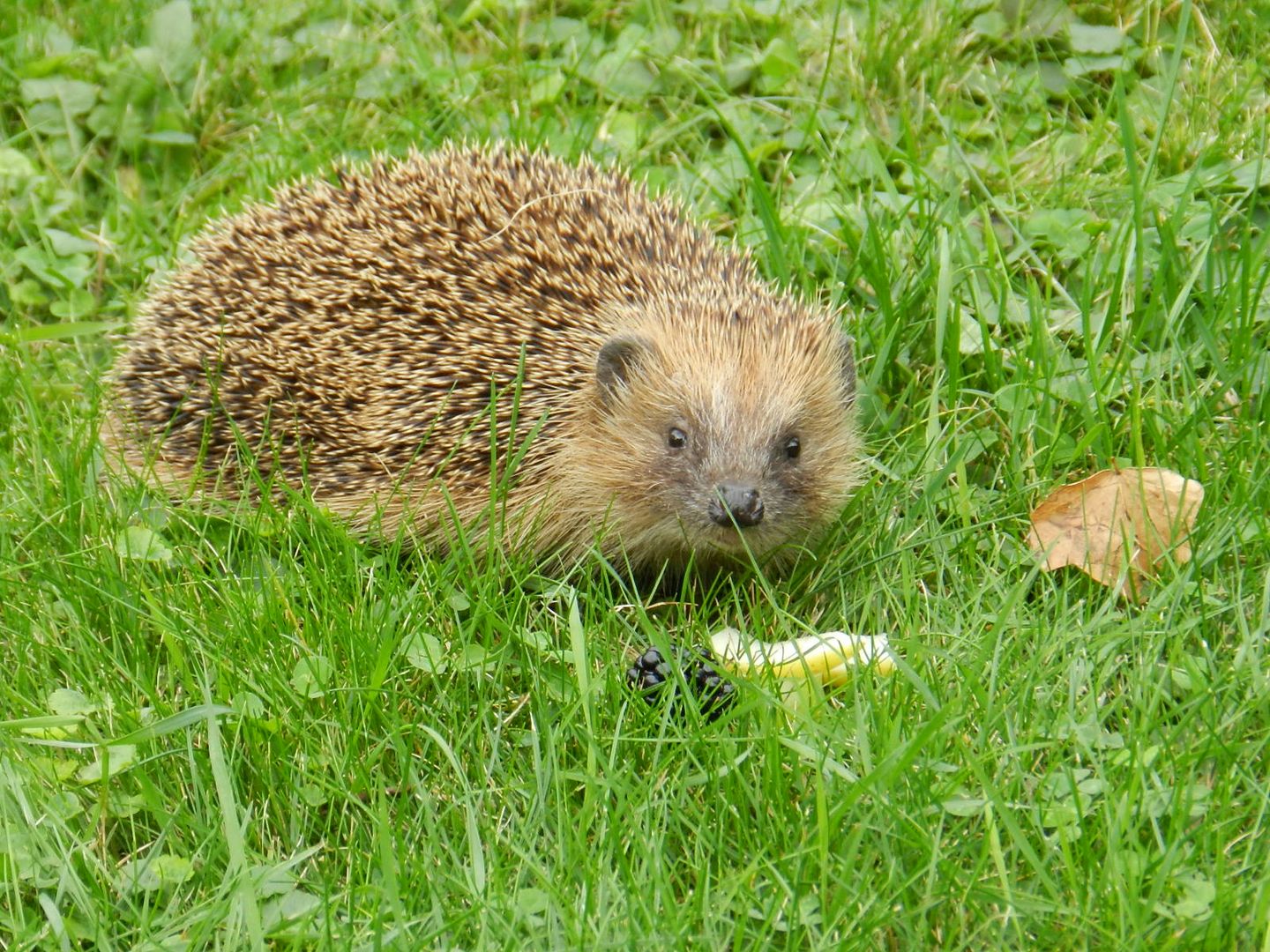 Igel