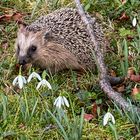 Igel 