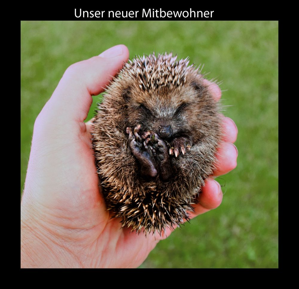 Igel-Baby