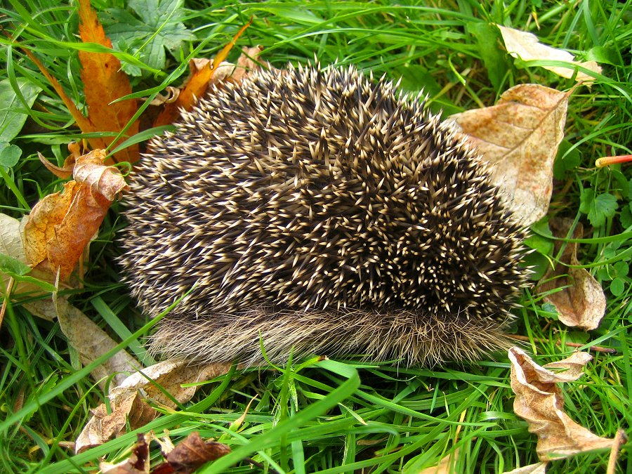 Igel