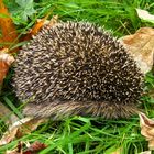 Igel