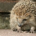 Igel