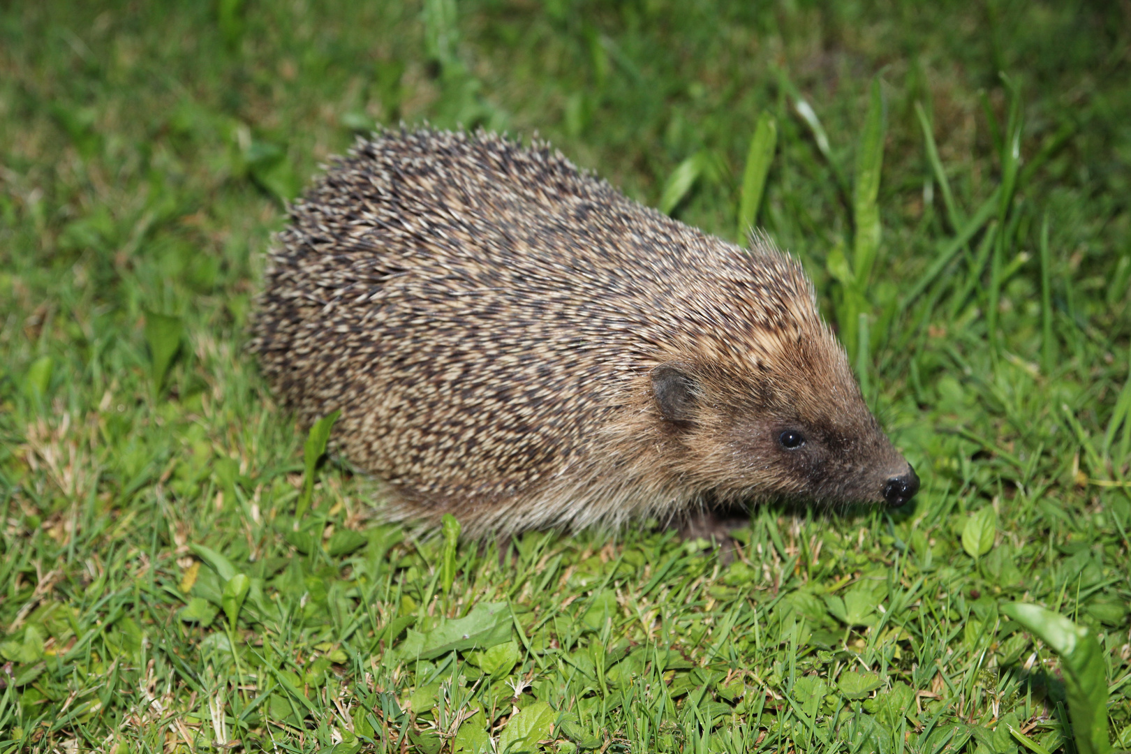 Igel