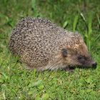 Igel