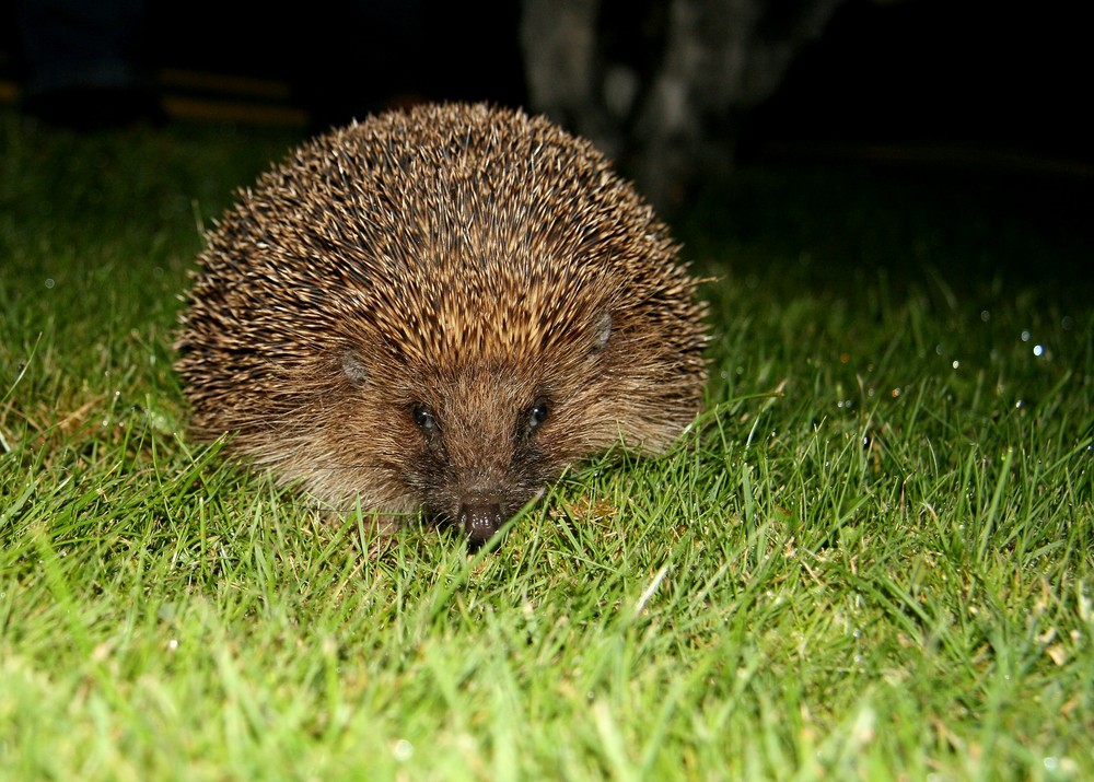 Igel bei Dämmerung