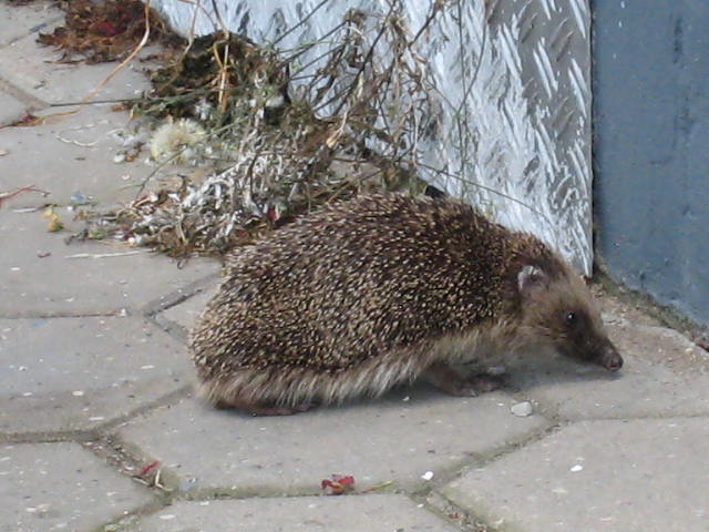 Igel bei einem Spaziergang beobachtet