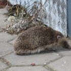 Igel bei einem Spaziergang beobachtet