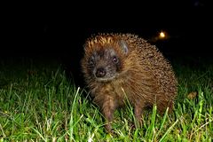 Igel bei Nacht