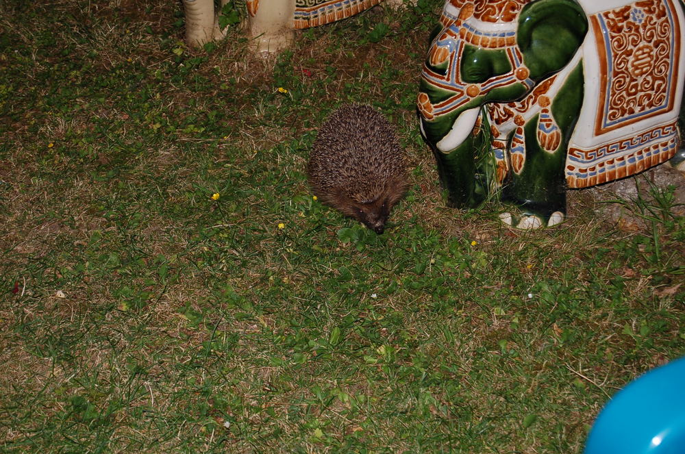 Igel bei Nacht