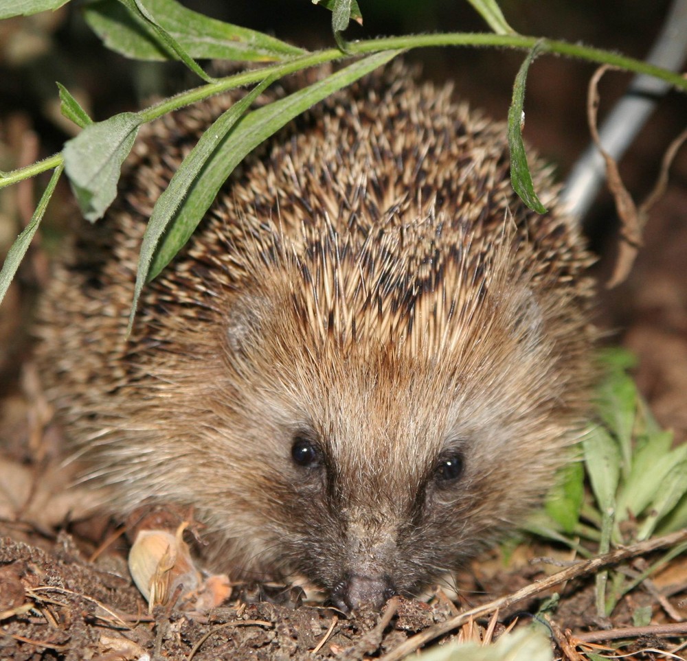Igel bei uns im Garten Foto & Bild tiere, wildlife