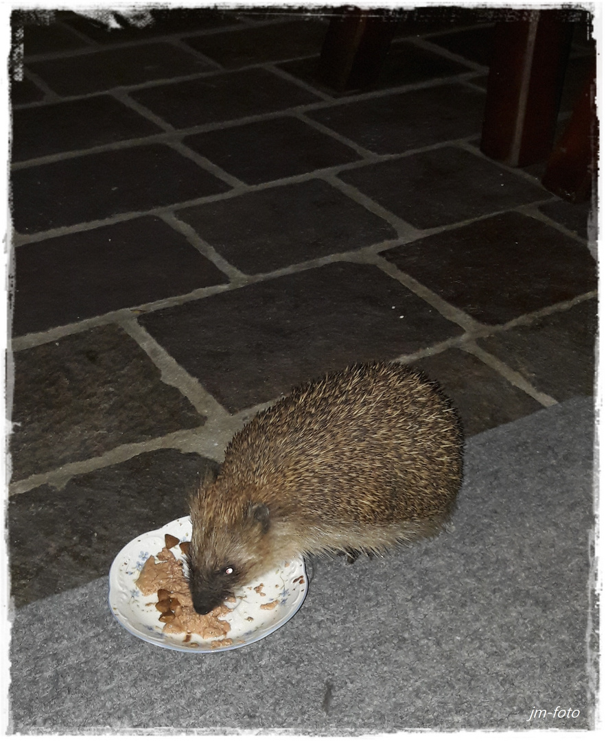 Igel beim Abendbrot auf unserer Terrasse 