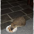 Igel beim Abendbrot auf unserer Terrasse 