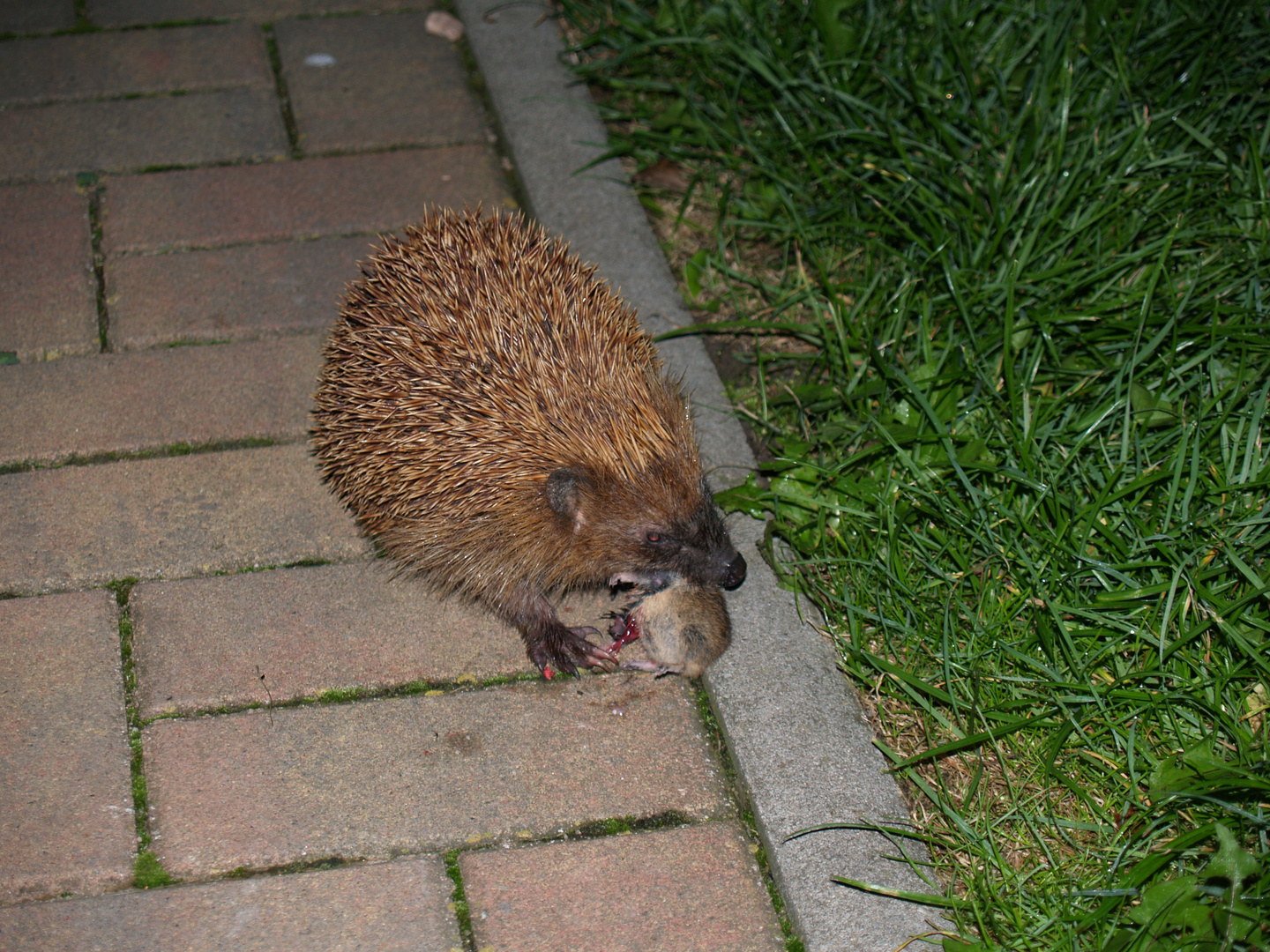 Igel beim Mahl