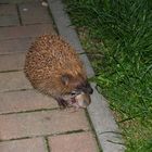 Igel beim Mahl