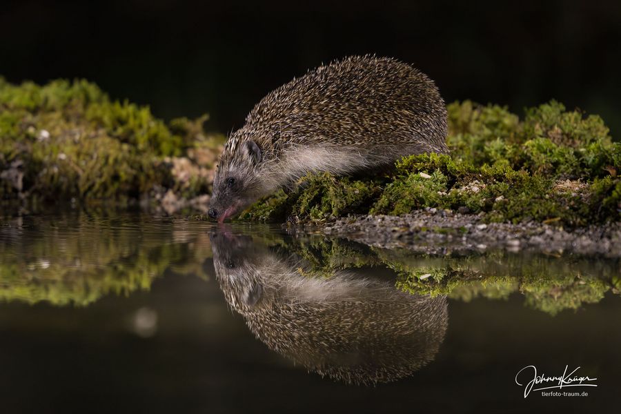 Igel beim saufen - Nachtansitz