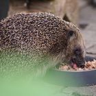 Igel bekommt Futter