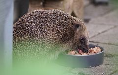 Igel bekommt Futter