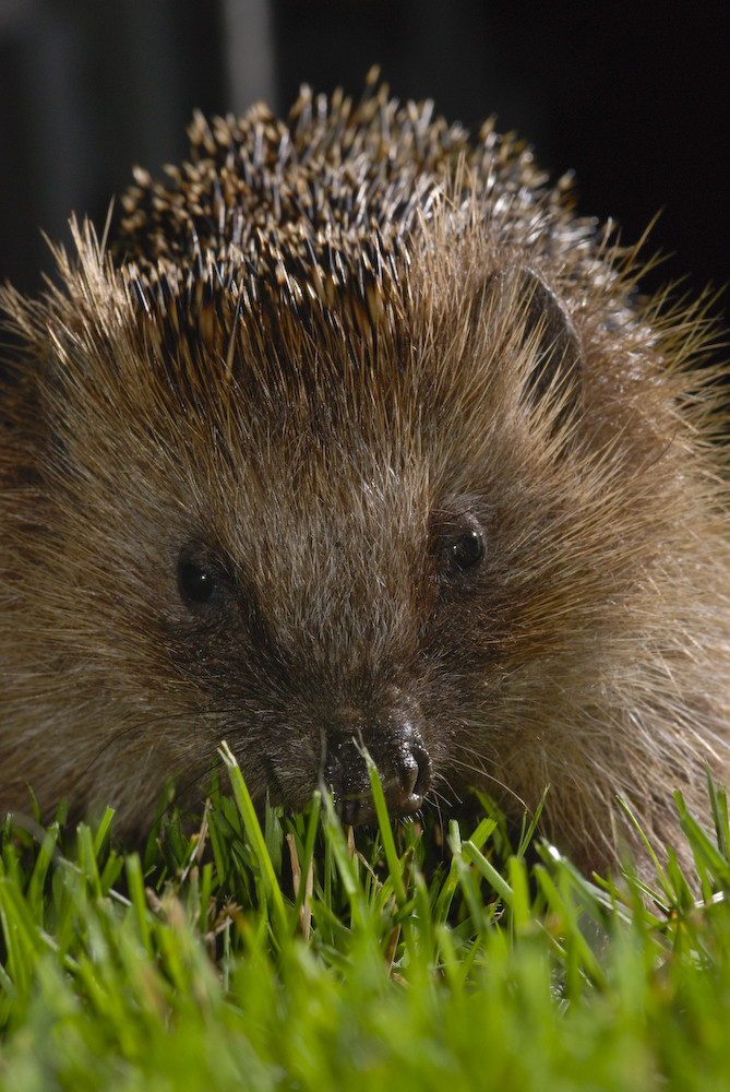 Igel Besuch bei uns im Garten