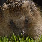 Igel Besuch bei uns im Garten