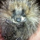 Igel