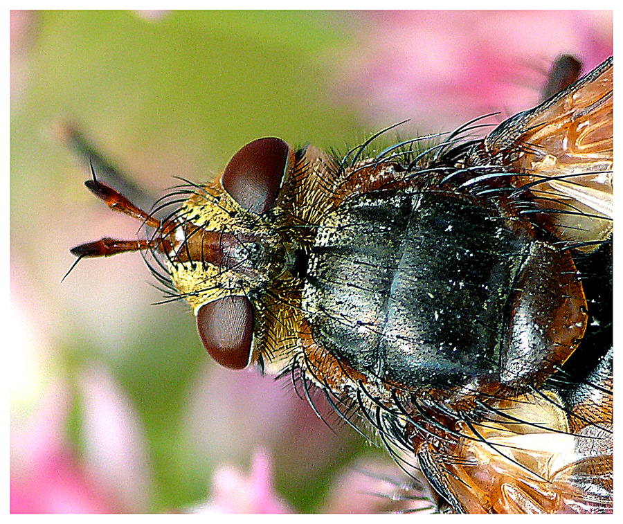 Igel-Biene