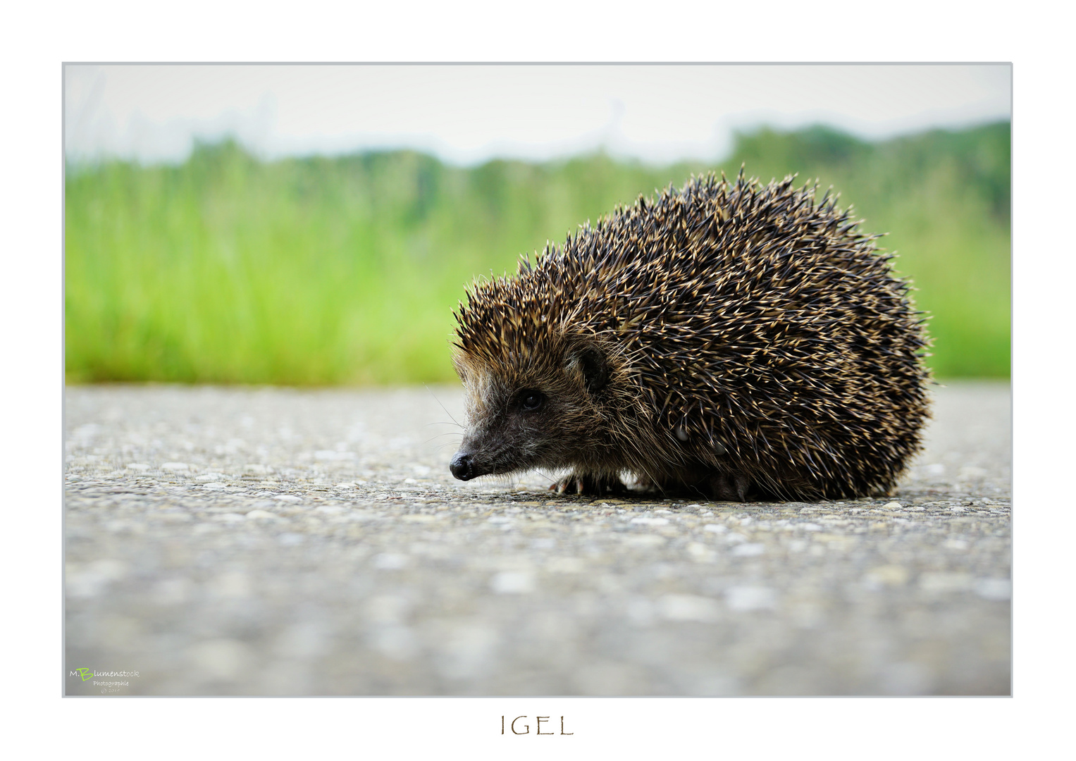 IGEL