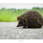 IGEL