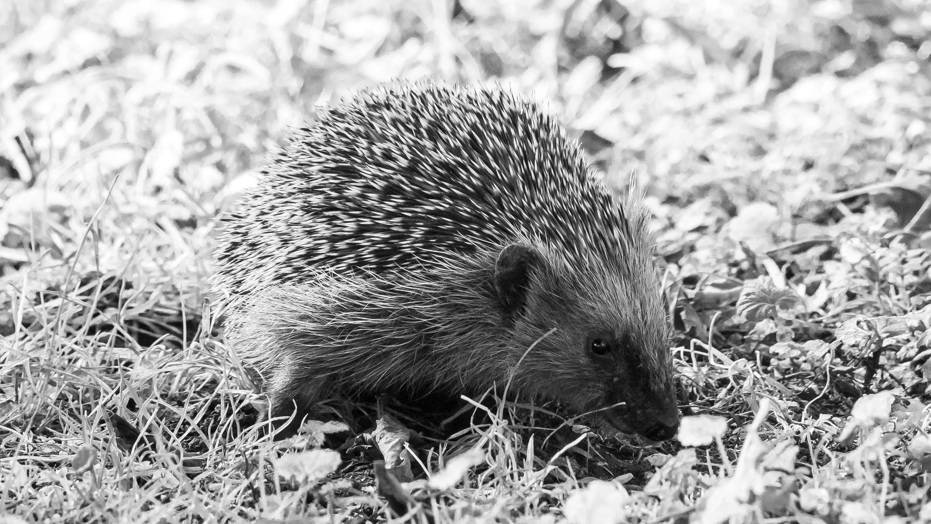 Igel