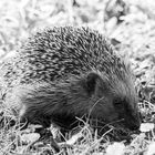 Igel