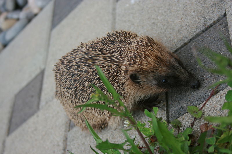 Igel