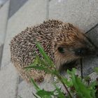 Igel