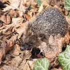 Igel