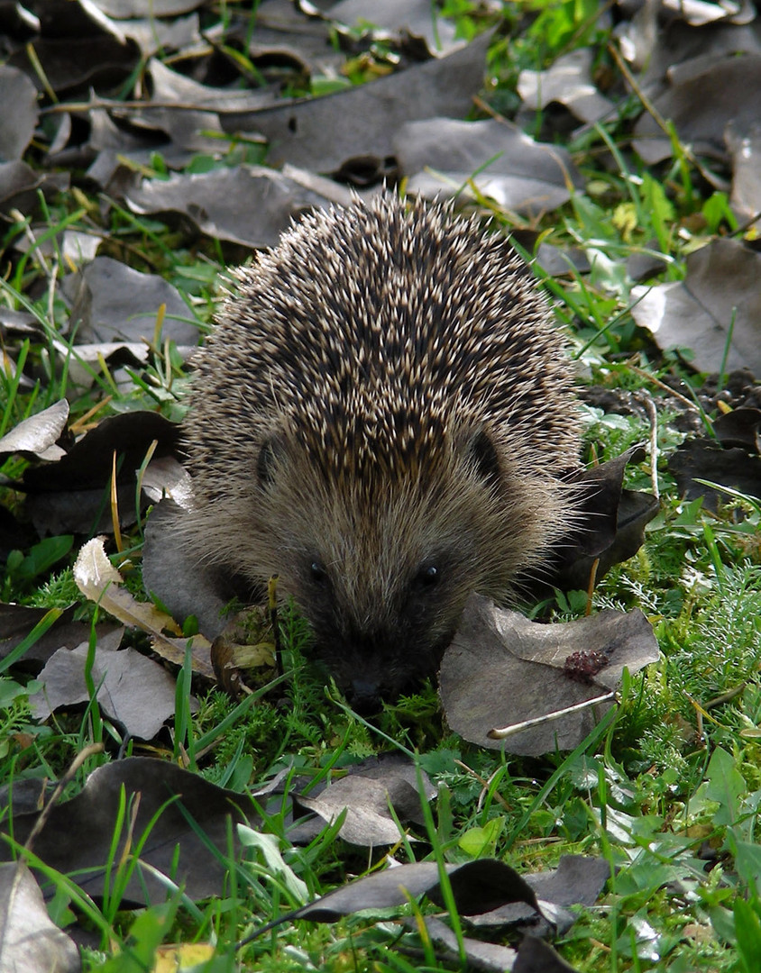 Igel