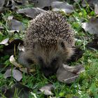 Igel