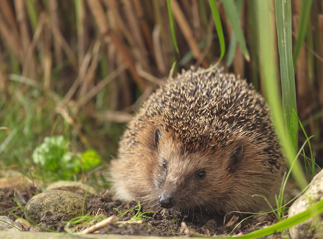 Igel