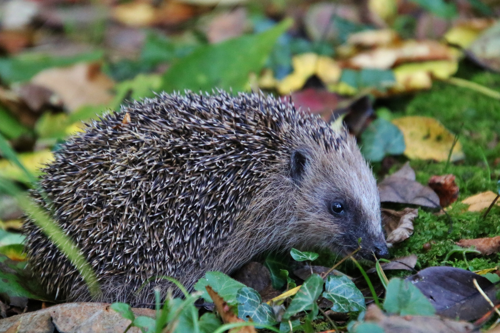 Igel