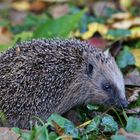 Igel