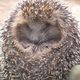 Igel