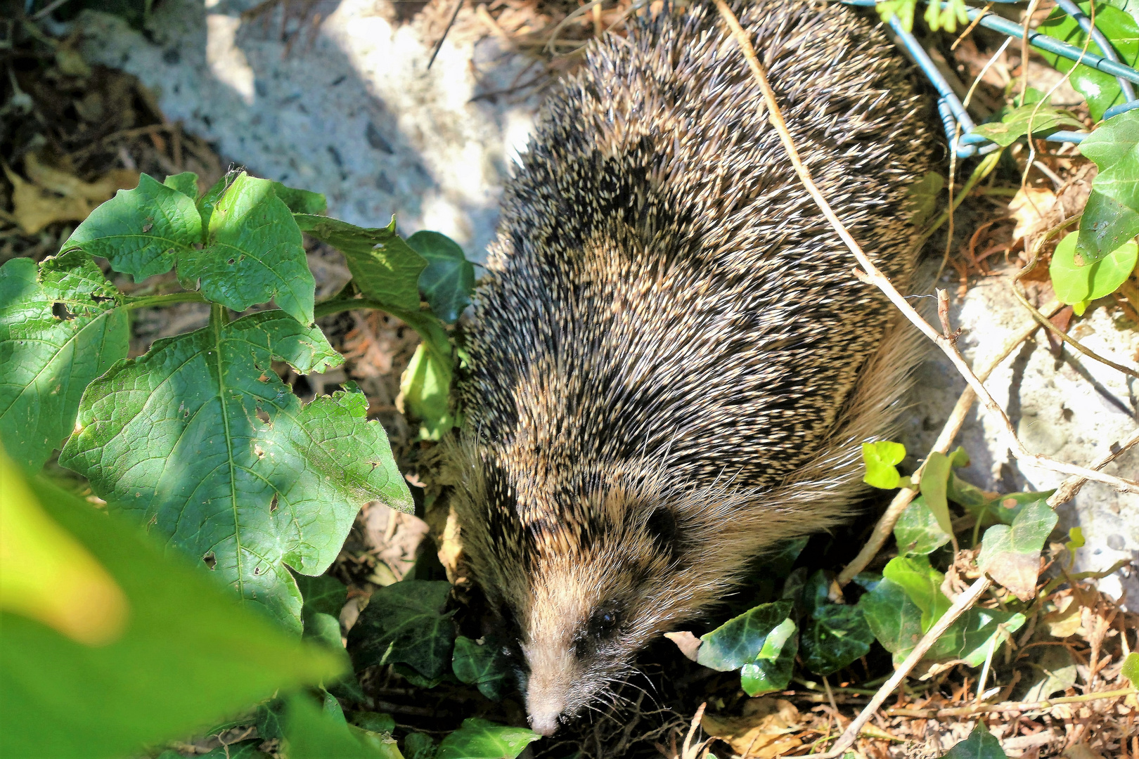 Igel