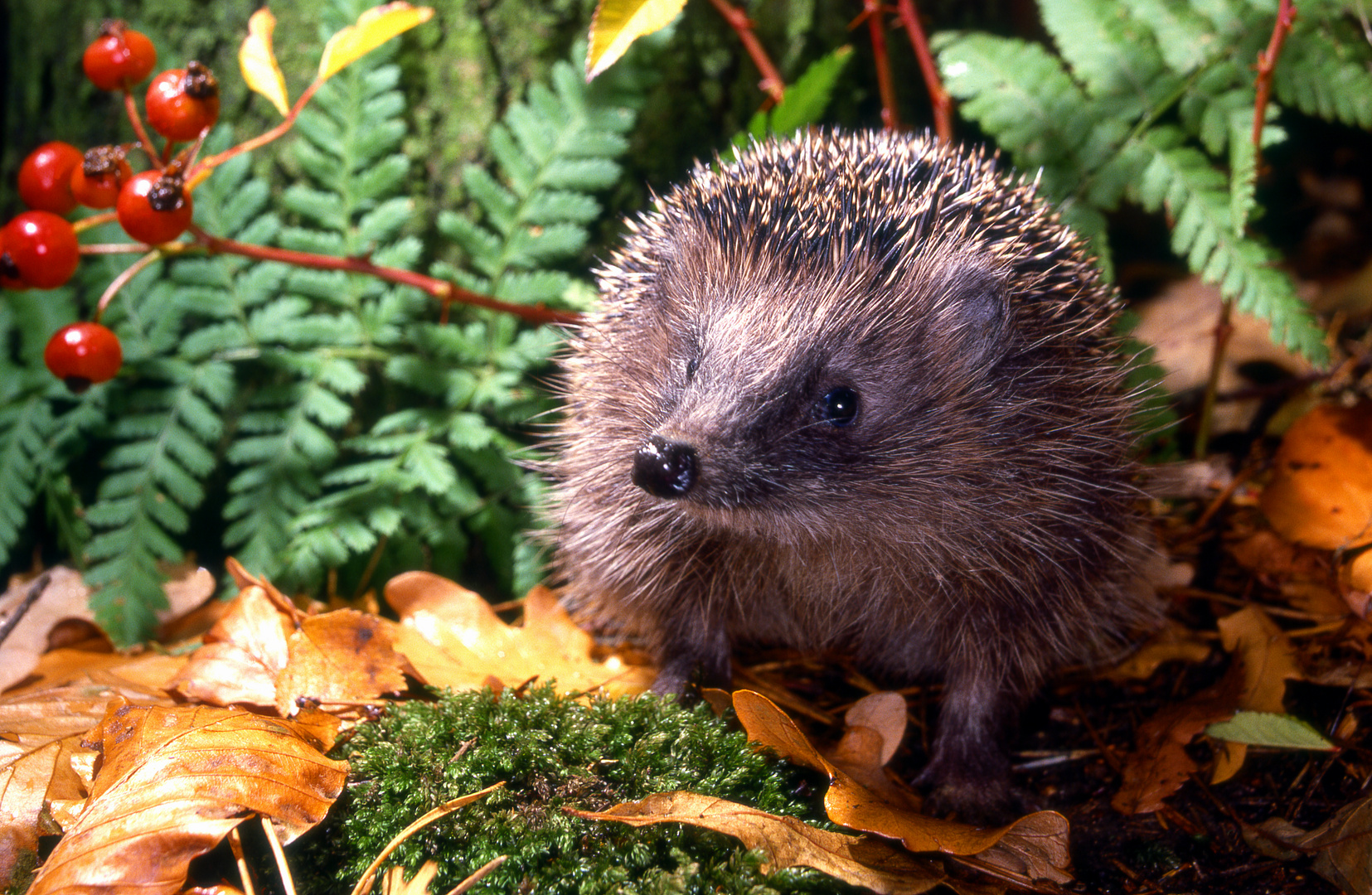Igel Foto &amp; Bild herbst, tiere, wildlife Bilder auf