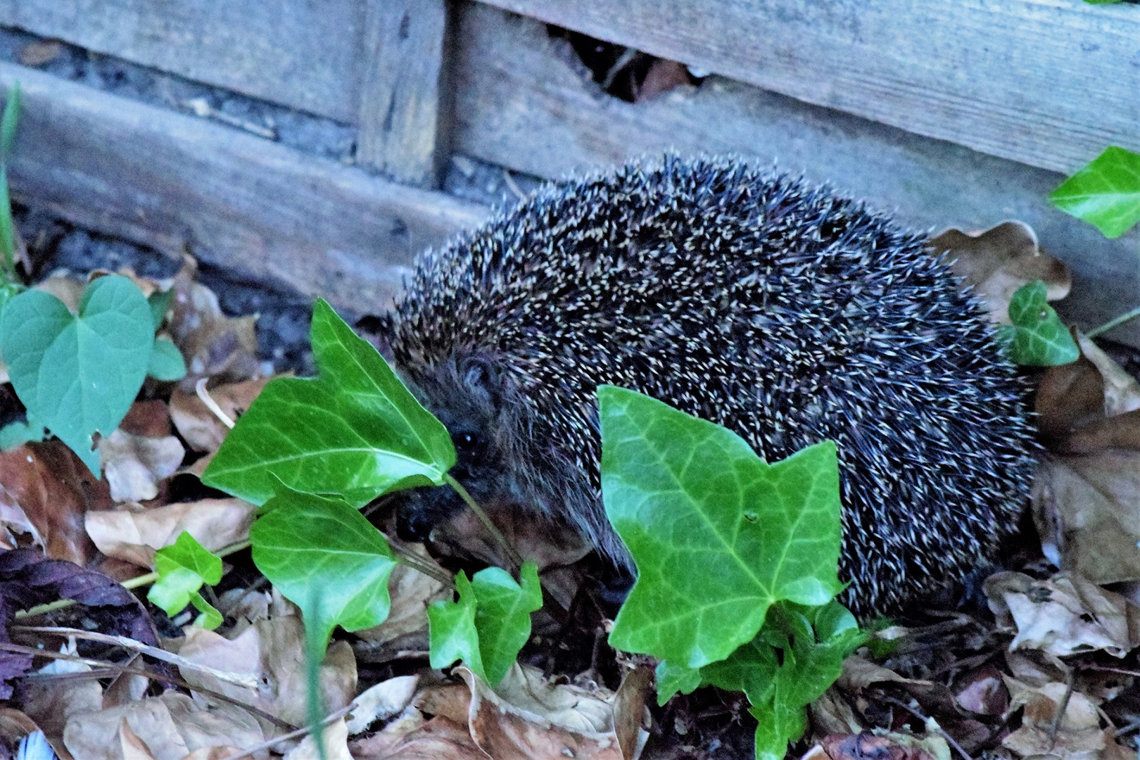 Igel