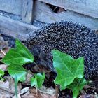 Igel