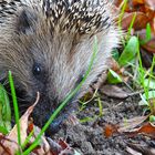 Igel