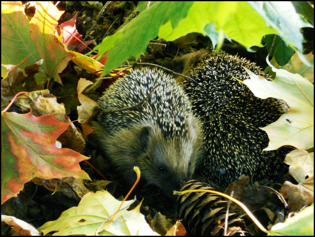 igel *-*'