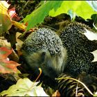 igel *-*'