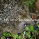 Igel