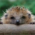 Igel...