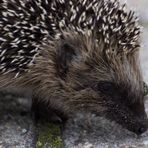 Igel